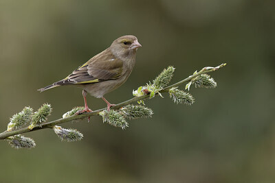 BUITEN BEELD Foto: 452158