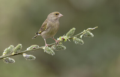 BUITEN BEELD Foto: 452159