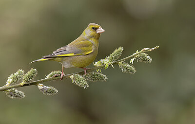 BUITEN BEELD Foto: 452160