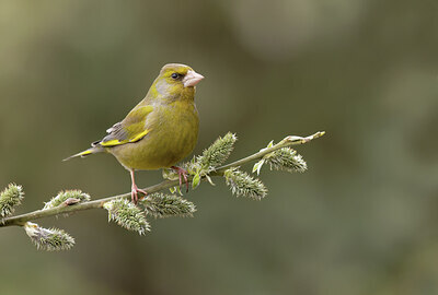 BUITEN BEELD Foto: 452161