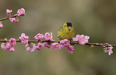 BUITEN BEELD Foto: 452167
