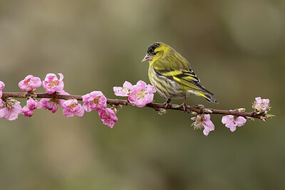 BUITEN BEELD Foto: 452169
