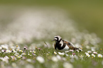 BUITEN BEELD Foto: 452172