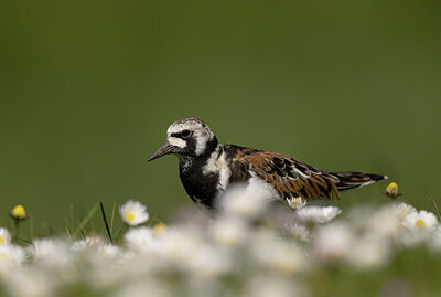 BUITEN BEELD Foto: 452174