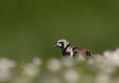 BUITEN BEELD Foto: 452175