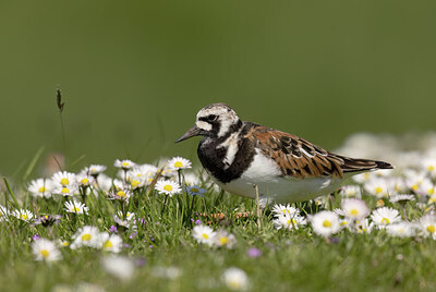 BUITEN BEELD Foto: 452176