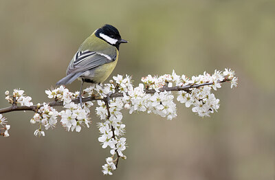 BUITEN BEELD Foto: 452179