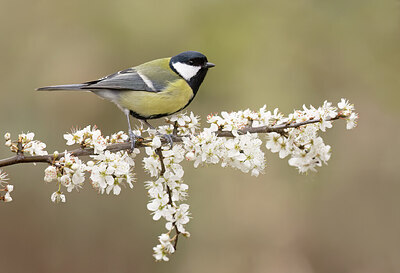 BUITEN BEELD Foto: 452180