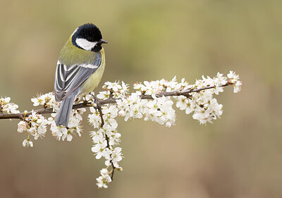 BUITEN BEELD Foto: 452181