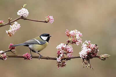 BUITEN BEELD Foto: 452183