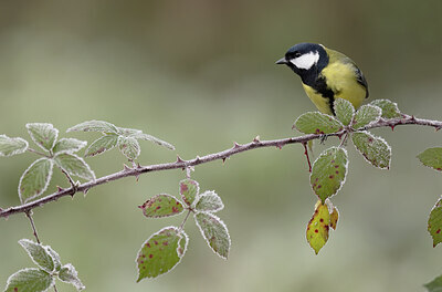 BUITEN BEELD Foto: 452184