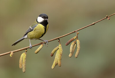 BUITEN BEELD Foto: 452187