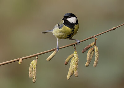 BUITEN BEELD Foto: 452189