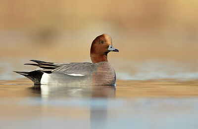 BUITEN BEELD Foto: 452191