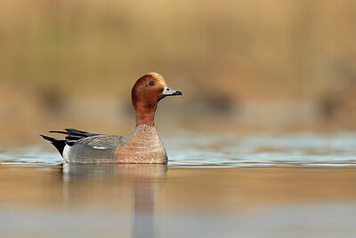 BUITEN BEELD Foto: 452192