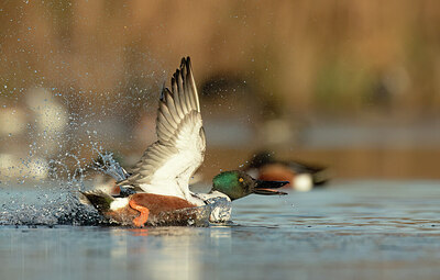 BUITEN BEELD Foto: 452193
