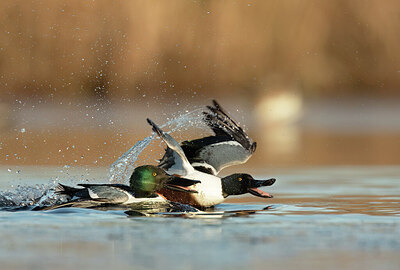 BUITEN BEELD Foto: 452194
