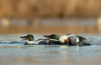 BUITEN BEELD Foto: 452196