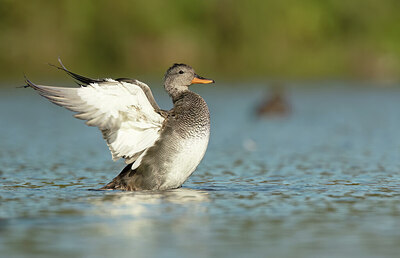 BUITEN BEELD Foto: 452199