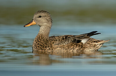 BUITEN BEELD Foto: 452200