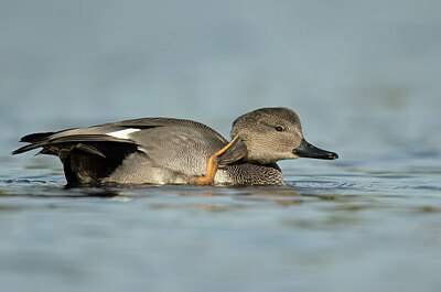BUITEN BEELD Foto: 452201