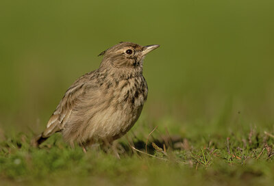 BUITEN BEELD Foto: 452202