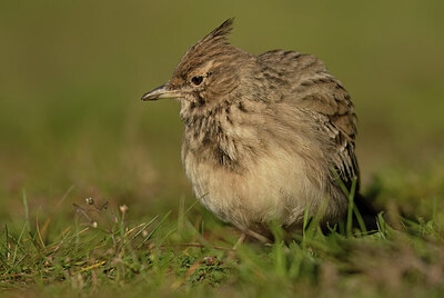 BUITEN BEELD Foto: 452203