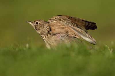 BUITEN BEELD Foto: 452204