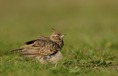 BUITEN BEELD Foto: 452206