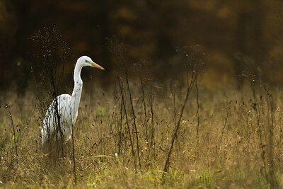 BUITEN BEELD Foto: 452208