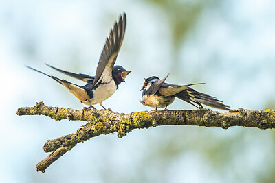 BUITEN BEELD Foto: 452210