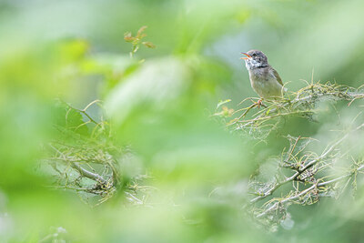 BUITEN BEELD Foto: 452211