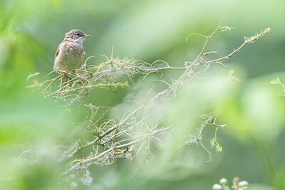 BUITEN BEELD Foto: 452212
