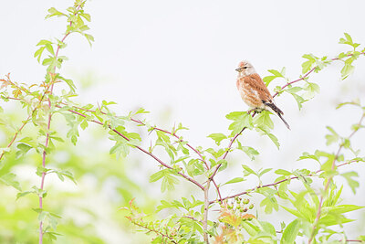BUITEN BEELD Foto: 452213