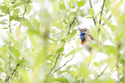 BUITEN BEELD Foto: 452214