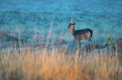 BUITEN BEELD Foto: 452225