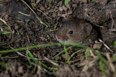BUITEN BEELD Foto: 452227