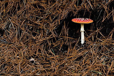 BUITEN BEELD Foto: 452228