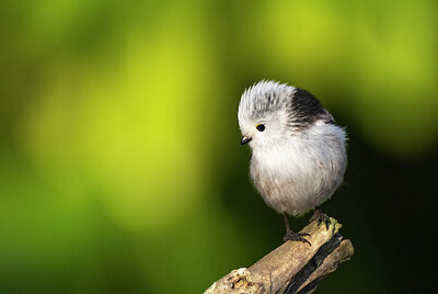 BUITEN BEELD Foto: 452238