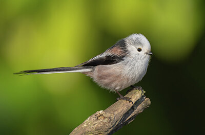 BUITEN BEELD Foto: 452239
