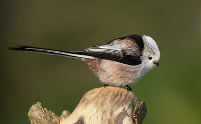 BUITEN BEELD Foto: 452241