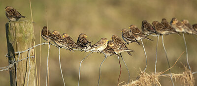 BUITEN BEELD Foto: 452243