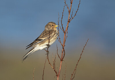 BUITEN BEELD Foto: 452244