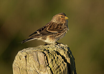 BUITEN BEELD Foto: 452245