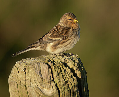 BUITEN BEELD Foto: 452246
