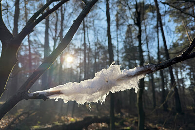 BUITEN BEELD Foto: 452260