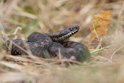 BUITEN BEELD Foto: 452262
