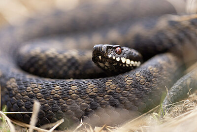 BUITEN BEELD Foto: 452263
