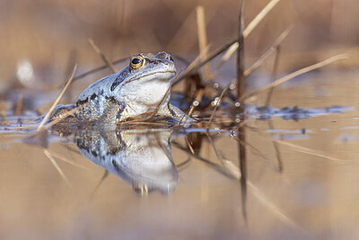 BUITEN BEELD Foto: 452264