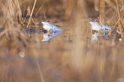 BUITEN BEELD Foto: 452265